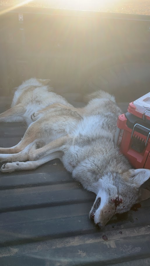 2 dead yotes.JPG