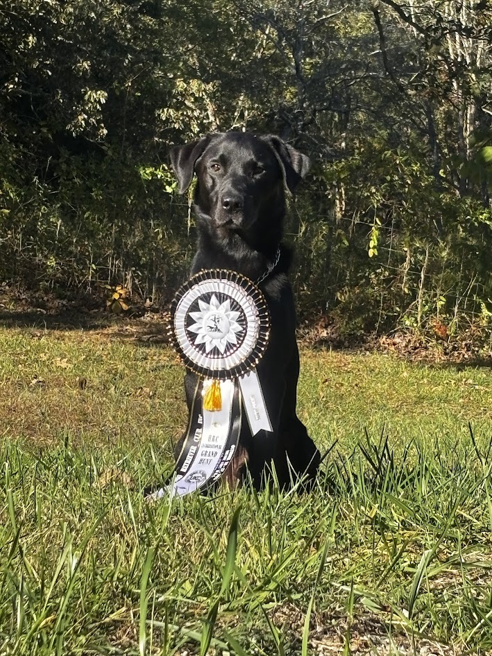 banks grand ribbon.jpg