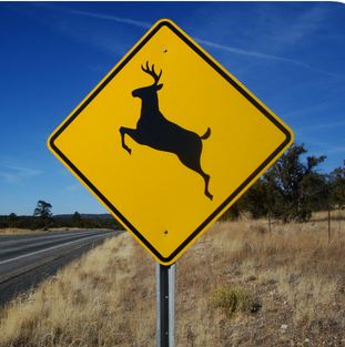 Deer Crossing.JPG