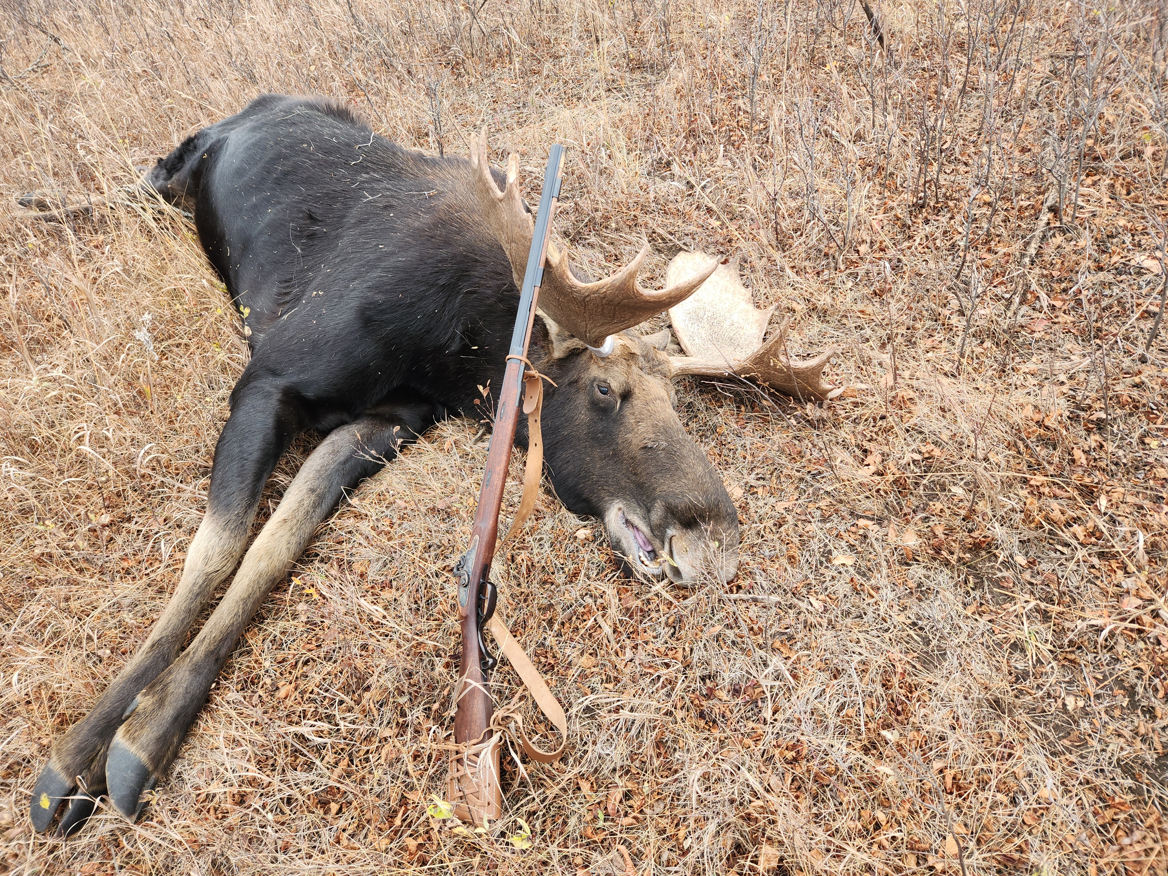 Moose-2.jpg