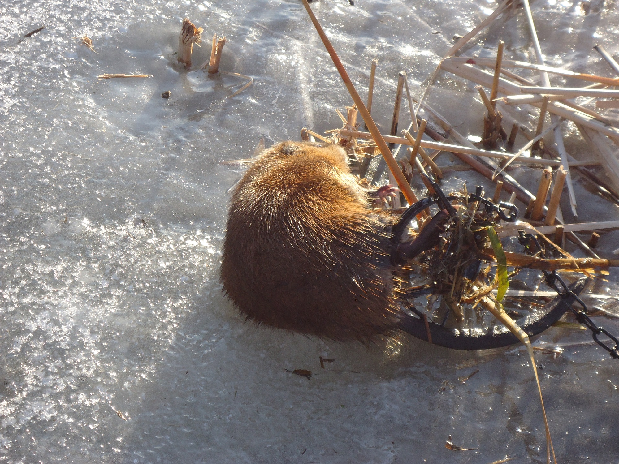 MT4.JPG