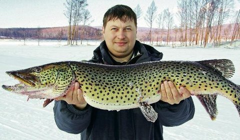 PIKE AMUR (Esox reicherti russia siberia mongolia china  world record biggest fish  world ever...jpg