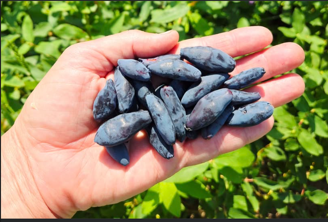 Screenshot 2025-06-17 113644.png