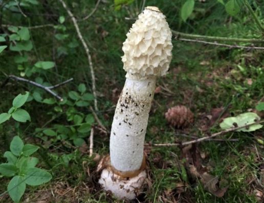 Stinkhorn mushroom.JPG