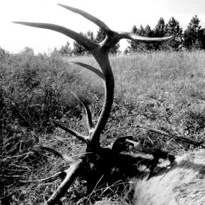 elk laying.jpg