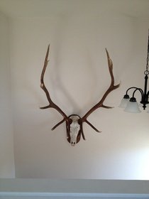 My Elk Front View.jpg