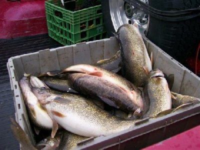 2011 walleyes gill netted.jpg
