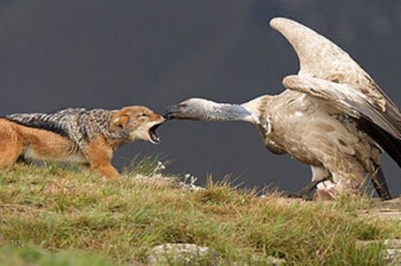 jackal-and-the-vulture-pic-solent-news-image-2-845870267.jpg