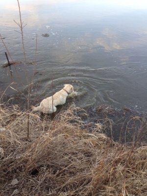 Rufus at Green River 4-14-2014 Fish Day pic 6.jpg