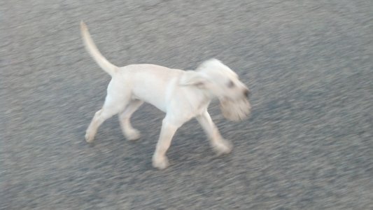 Rufus - the younger years pic 7.jpg