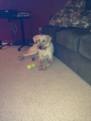 Most awesone dog eever april 2014.jpg