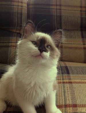 Pretty-Cross-eyed-Cat-Looks-At-You-With-Derpy-Cuteness.jpg