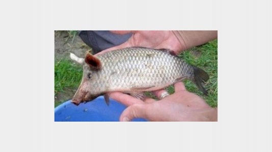 new fish in town.jpg new fish in town.jpg