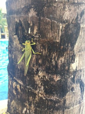 Grass hopper.jpg Grass hopper.jpg