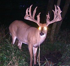 Hattie peck.jpg Hattie peck.jpg