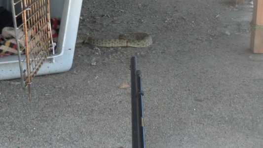 Rattlesnake.jpg