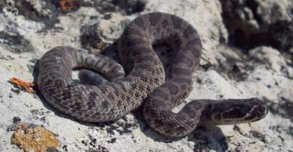 217721_1035124159418_645_n.jpg 217721_1035124159418_645_n.jpg