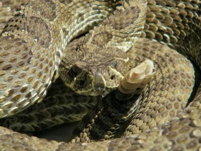 46778_1581661262504_7248553_n.jpg 46778_1581661262504_7248553_n.jpg