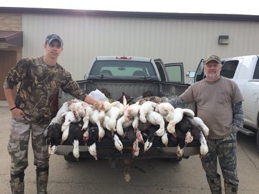 2017 Spring Geese.jpg