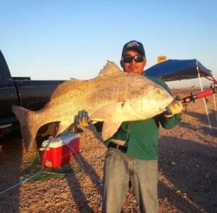 DRUM BLACK (Pogonias cromis) caught in Texas florida louisiana mexico world record biggest fish .jpg