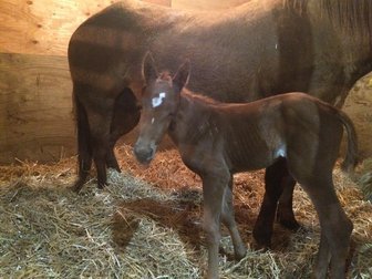 2017 Dede's filly2.jpg