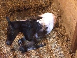 2017 Sierra's foal.jpg