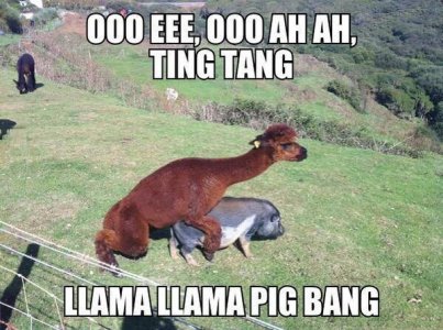 funny-pictures-llama-mounting-pig.jpg