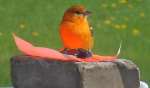 oriole.jpg
