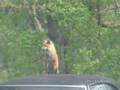 fox 5-16-2017 020.jpg