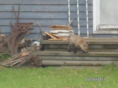 fox 5-16-2017 011.jpg