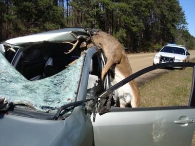 deer-car-_tv68.jpg deer-car-_tv68.jpg