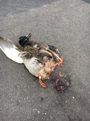 IMG_0115.jpg IMG_0115.jpg