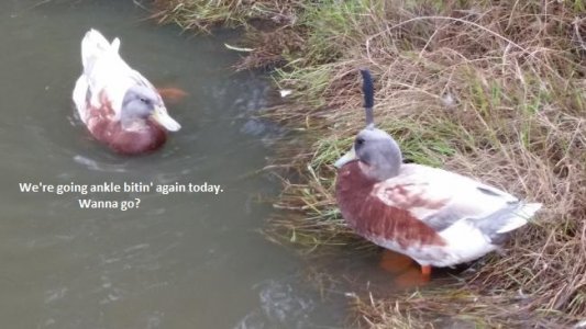 duck22654b.jpg duck22654b.jpg