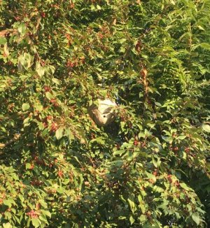 IMG_0150a.jpg IMG_0150a.jpg