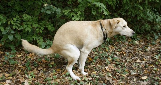 Guide dog school 6.jpg