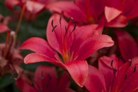 asiatic lily 8.jpg