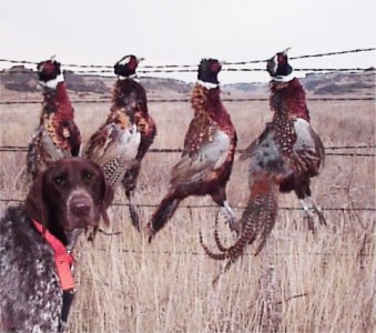 10-00 Pheasant Hunt #2.jpg