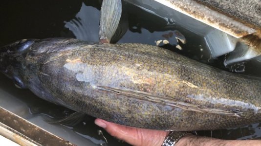 IMG_1536.jpg IMG_1536.jpg