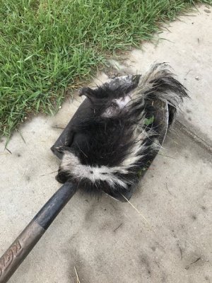 Skunk.jpg