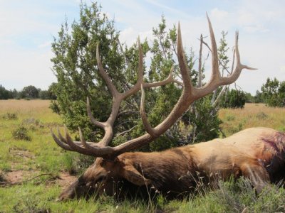 b992d76644a8739f32b23c5ae79ff5fc--big-game-hunting-elk-hunting.jpg