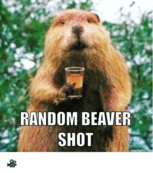 random-beaver-shot-rnomatic-not-?-10992454.jpg