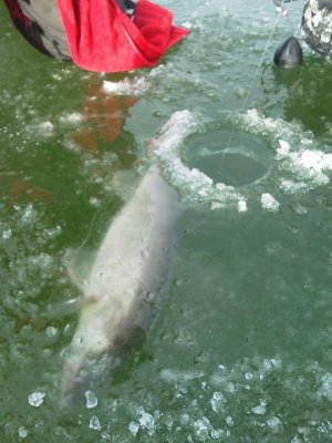 early ice walleye.jpg