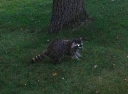 Raccoon.jpg