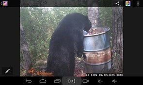 2016 Big Bear at north bait.jpg
