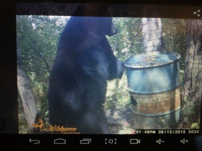 2015 Big Bear at north bait.jpg