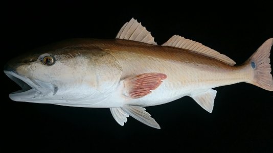 redfish.jpg