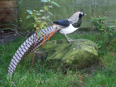lady_amherst_pheasant_cock_on_rock_smaller.jpg
