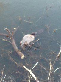 Friday 13th beaver crush.jpg