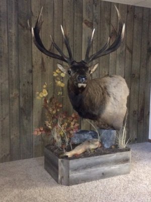 Jon's Elk Mount.jpg
