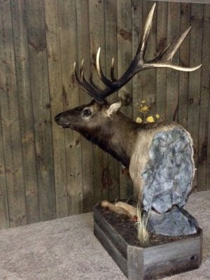 Jon's Elk Mount4.jpg